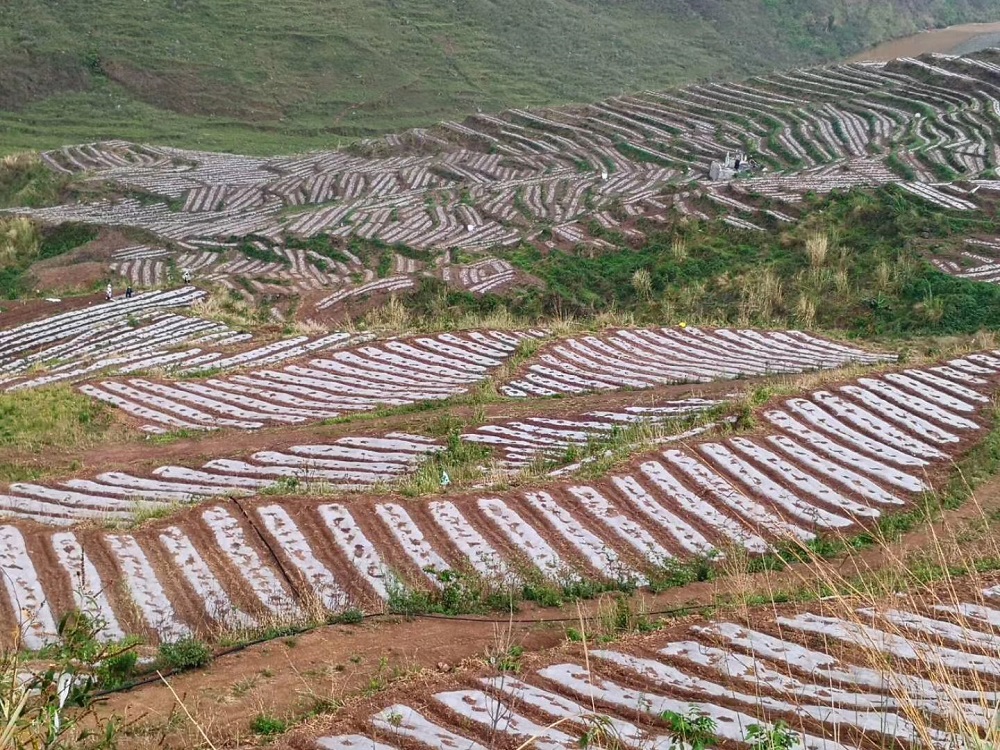 晴隆鸡场镇春耕播种小辣椒促民增收大产业