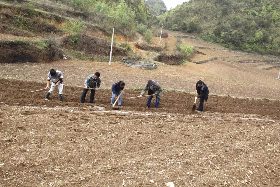 黔南州民政局+4月+长顺县：山窝窝的“辣椒财”！.webp