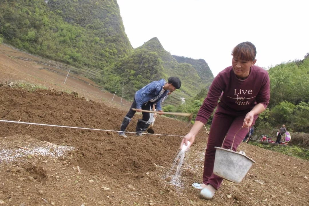黔南州民政局+4月+长顺县：山窝窝的“辣椒财”！1.webp